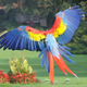 Illustration for article titled Macaw Skeletons Offer Clues to Pueblo Societyem/em